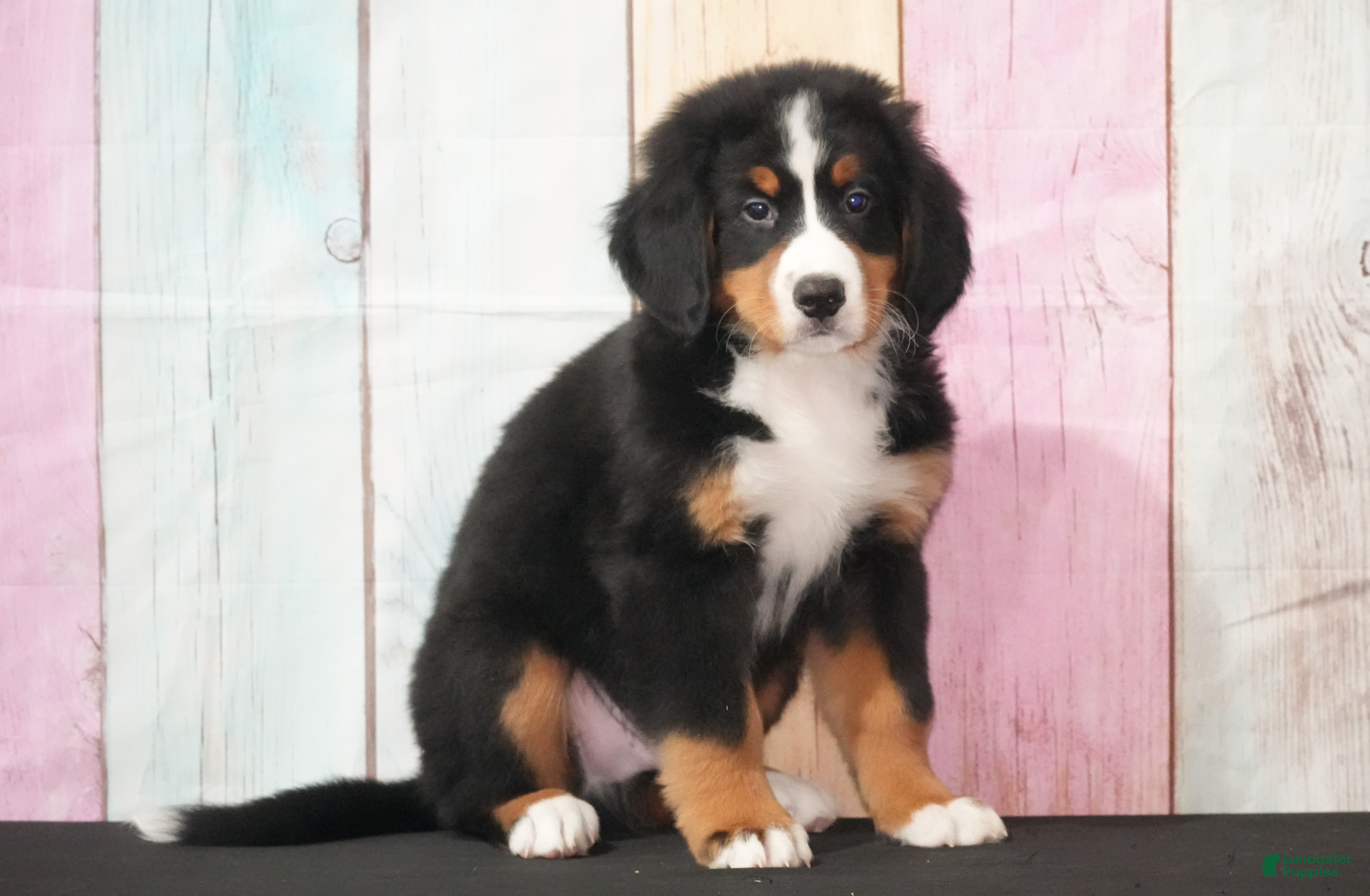 Bernese Mountain Dog dogs Bernese Mountain Dog Puppy 1 - Ad 27