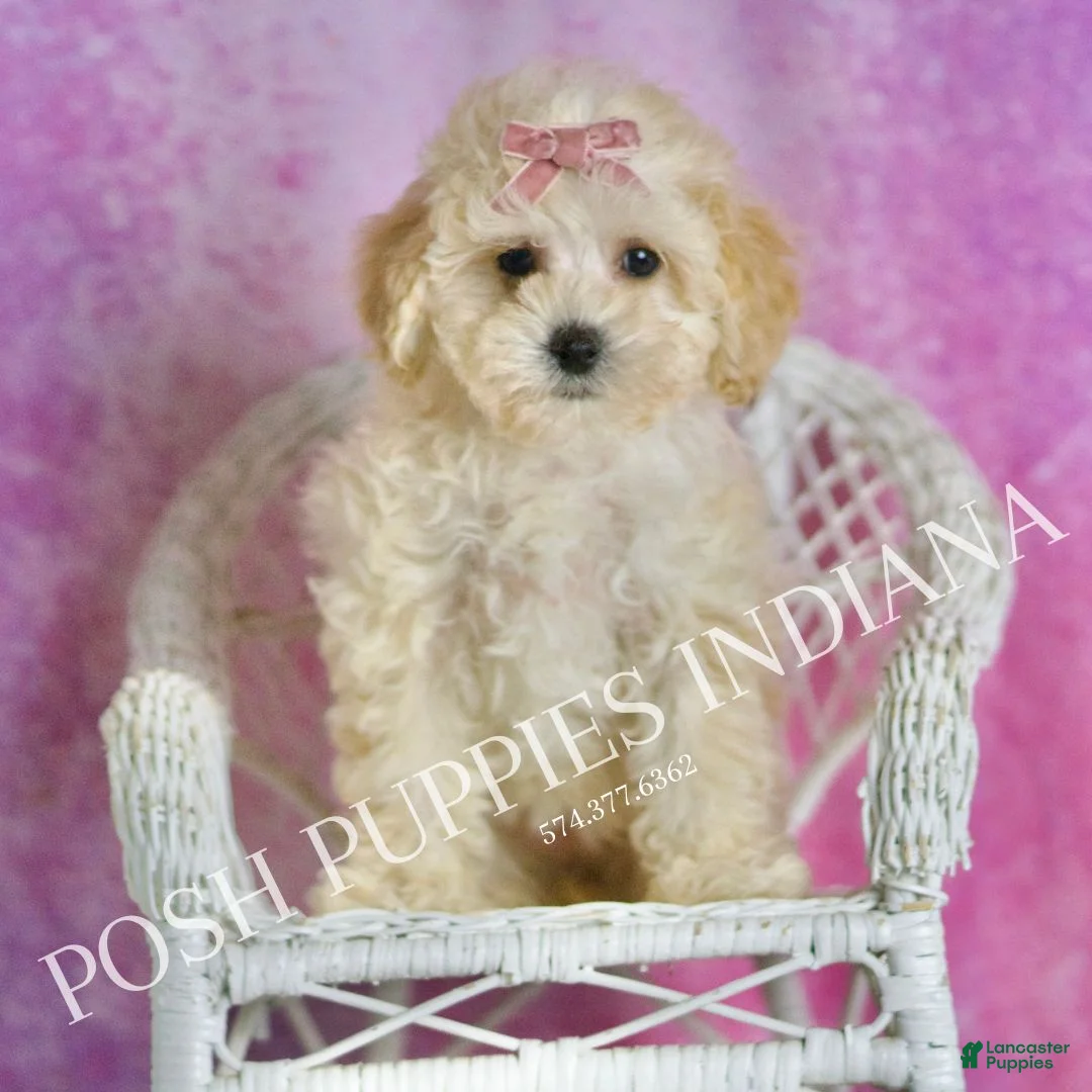 Maltipoo dogs for sale: Tutu - Ad 7