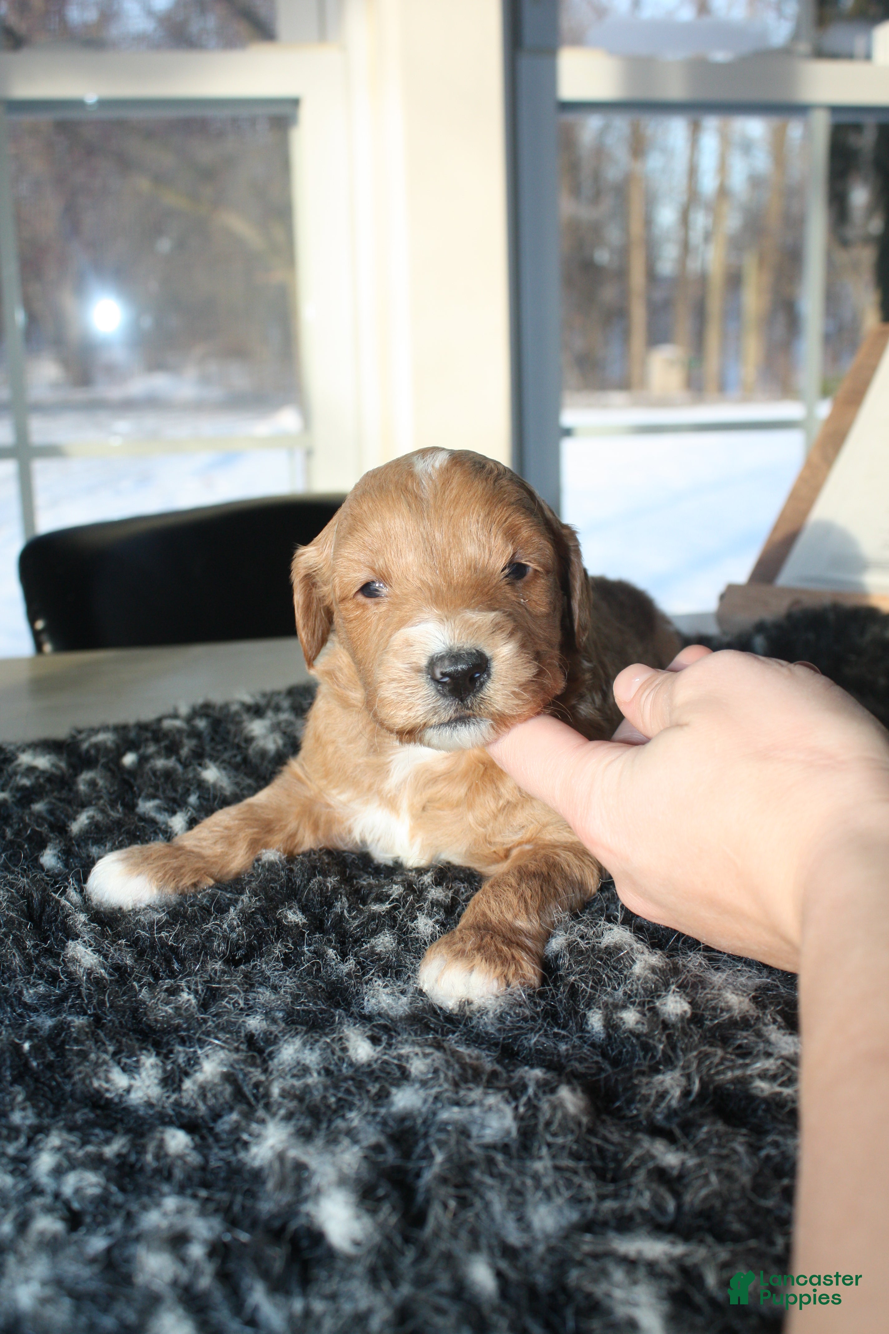 Mini Goldendoodle dogs Ivy - Ad 22