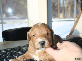 Mini Goldendoodle dogs Ivy - Ad 22