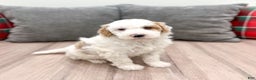 Goldendoodle dogs for sale: Wesley - Ad 7