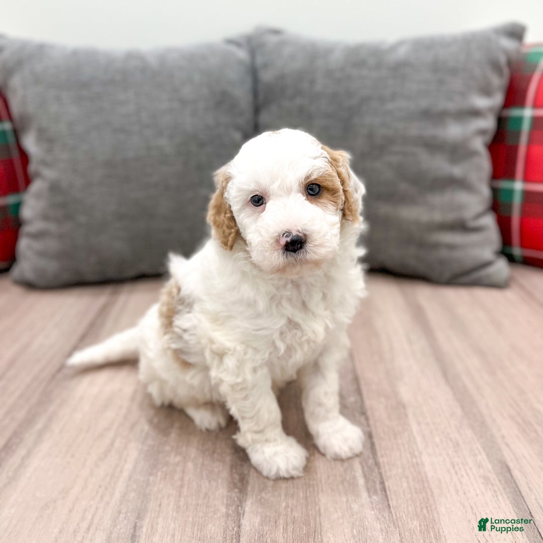 Goldendoodle dogs for sale: Wesley - Ad 7