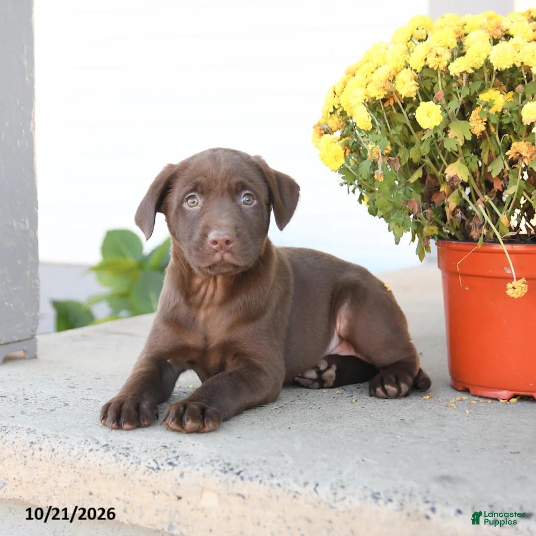 Labrador Retriever dogs for sale: Leeland - Ad 3
