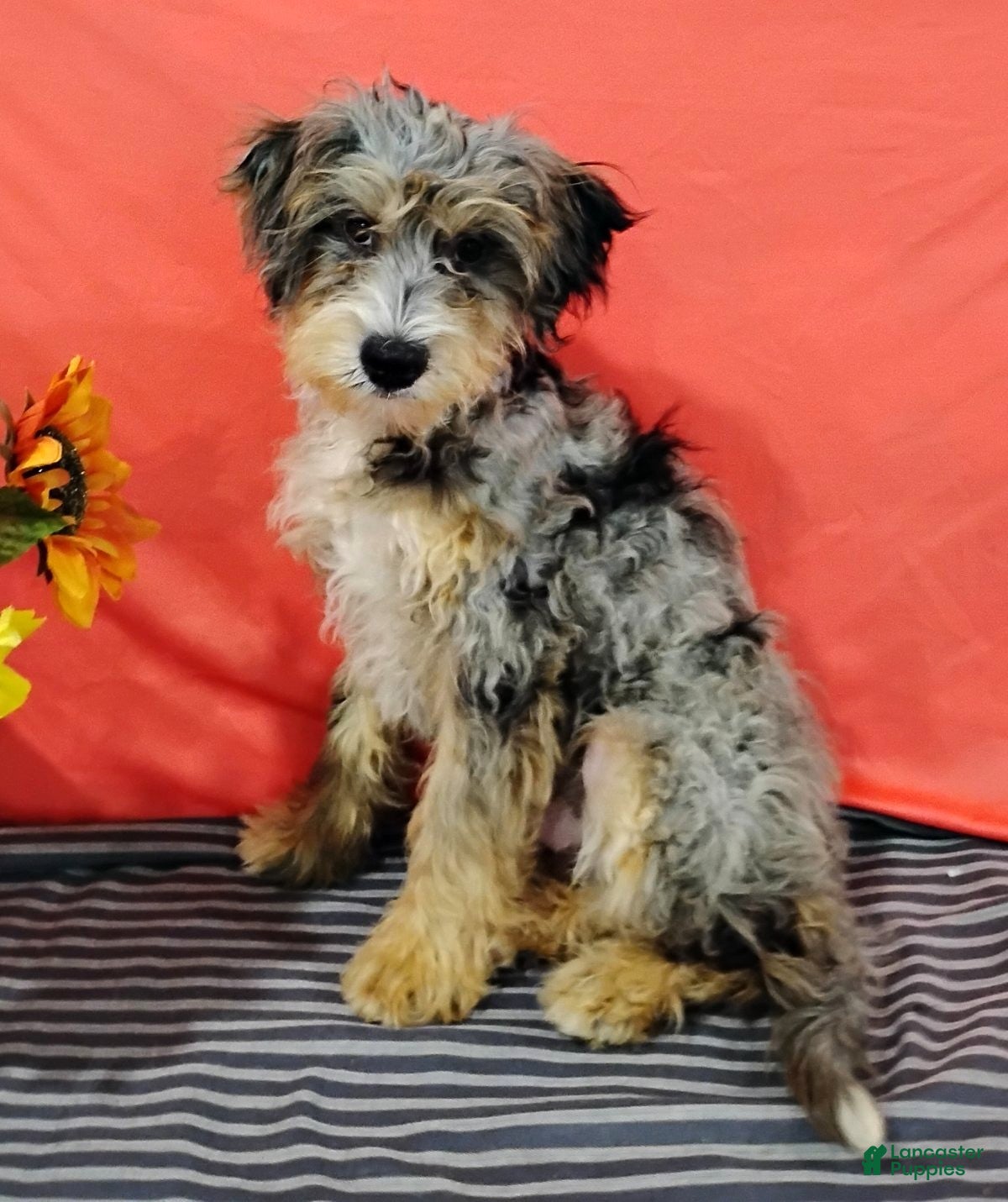 Mini Bernedoodle dogs Pongo - Ad 2