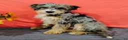 Mini Bernedoodle dogs for sale: Pongo - Ad 2