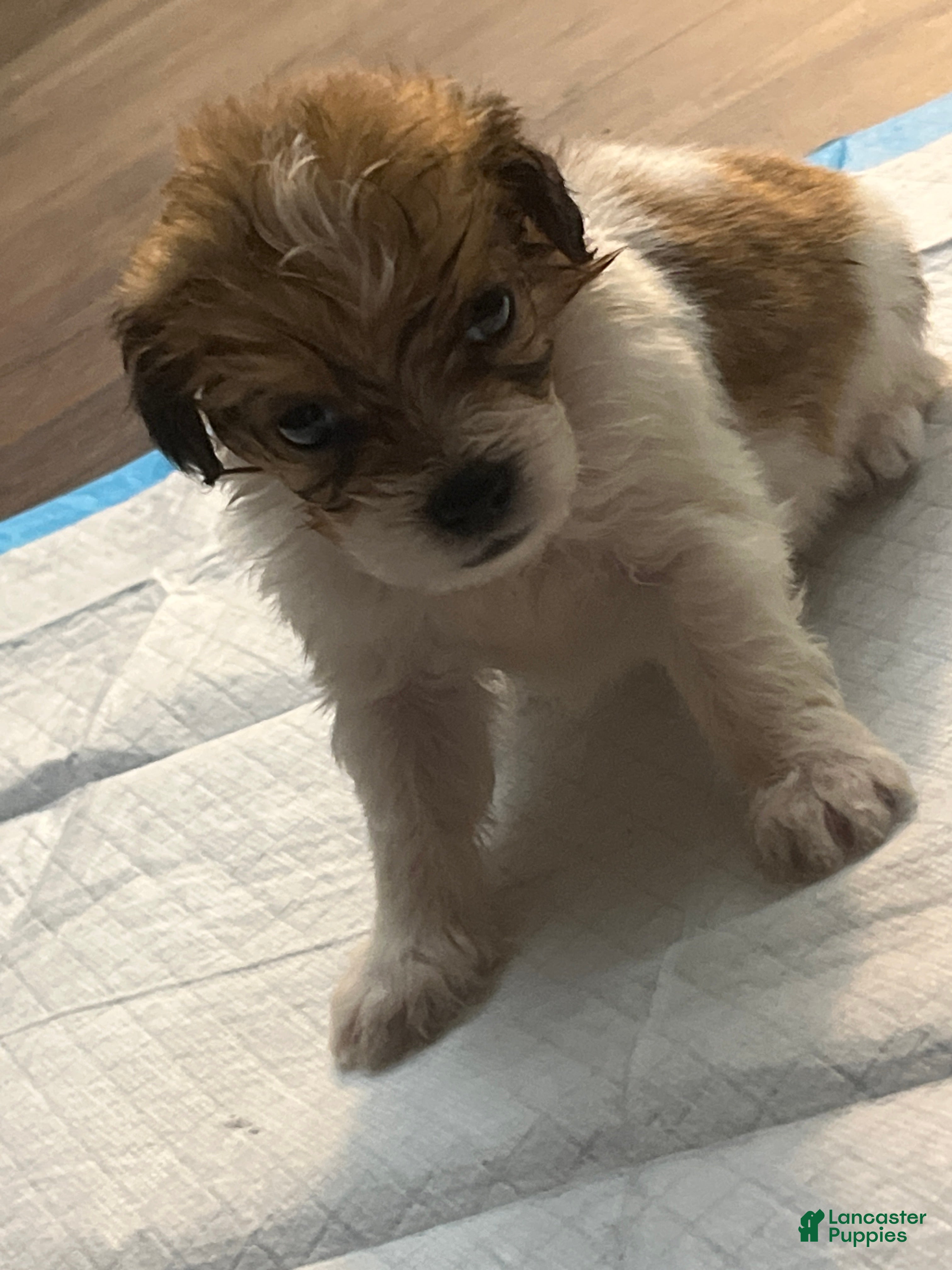 Mixed Breed dogs Mixed Breed 1 - Ad 6