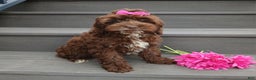 Cockapoo dogs for sale: Sylvie - Ad 5