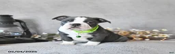 Boston Terrier dogs for sale: Keaton - Ad 4