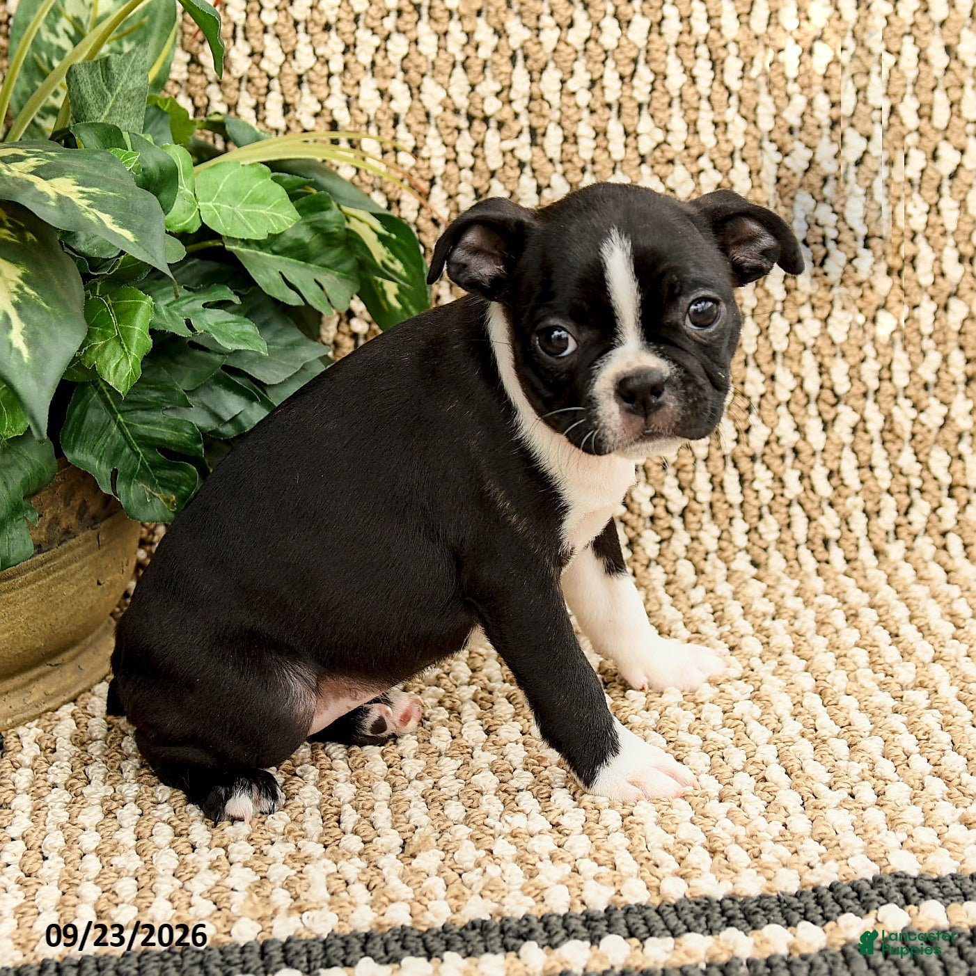 Boston Terrier dogs for sale: Bridget  - Ad 1