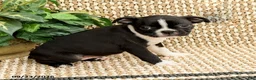 Boston Terrier dogs for sale: Bridget  - Ad 1