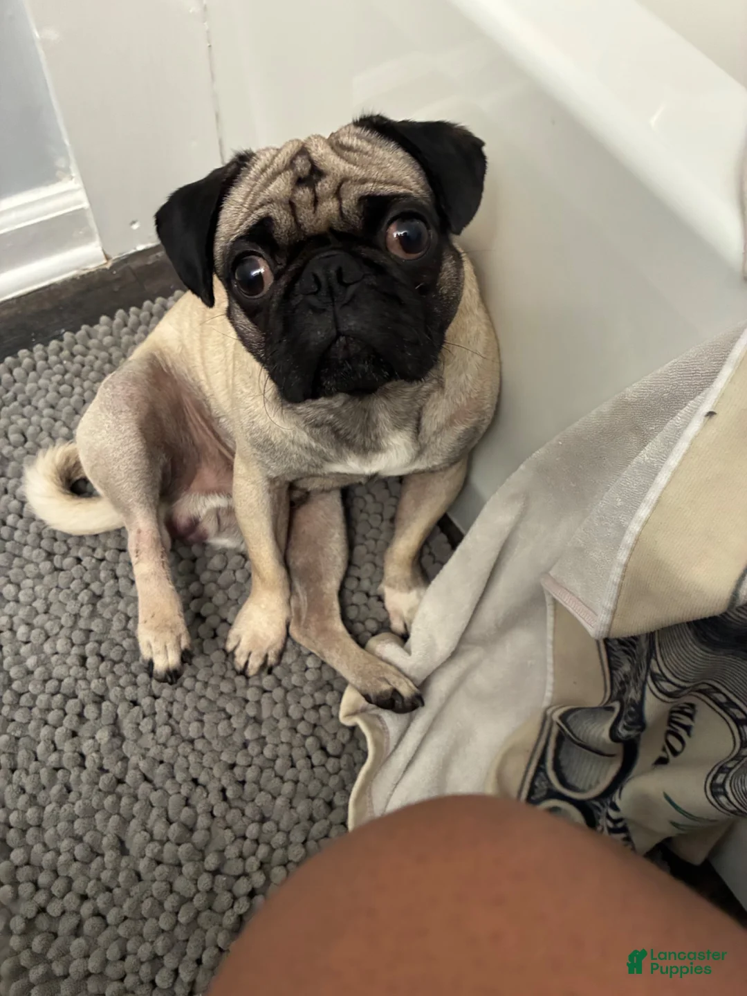 Pug dogs for stud: Pug litter - Ad 3