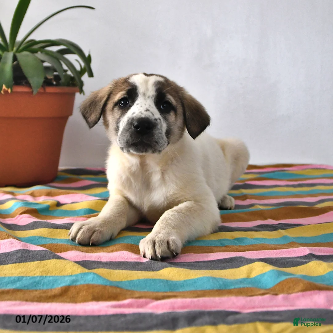 Mixed Breed dogs for sale: Sophia - Ad 3