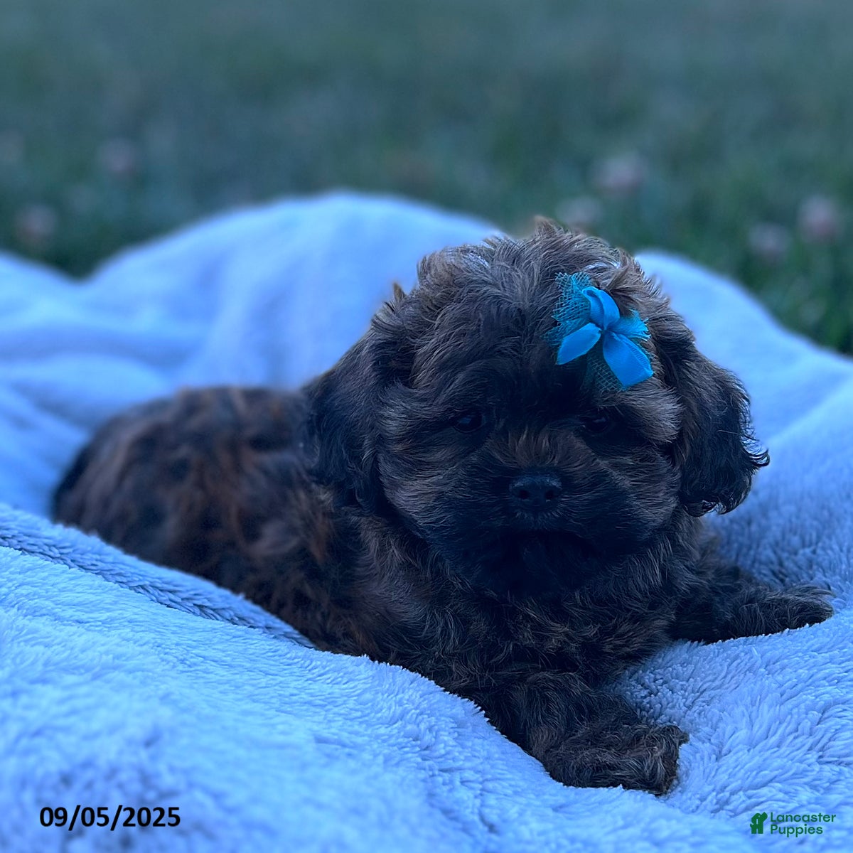 Shih Tzu Toy Poodle Mix Black Miniature Schnauzer Shih Tzu Poodle