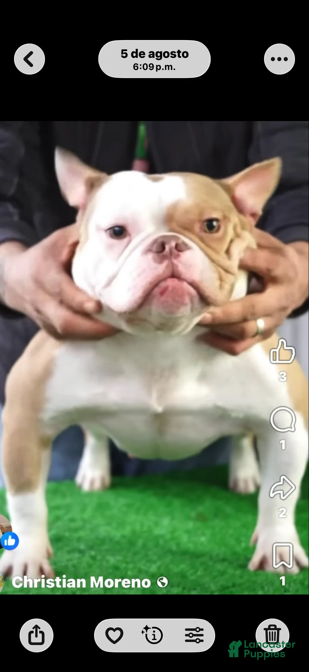 American Bully dogs for sale: American Bully 3 - Ad 2