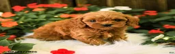 Cavapoo dogs for sale: Bentley - Ad 5