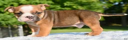 Mixed Breed dogs for sale: Bruno mini hybrid bulldog  - Ad 7