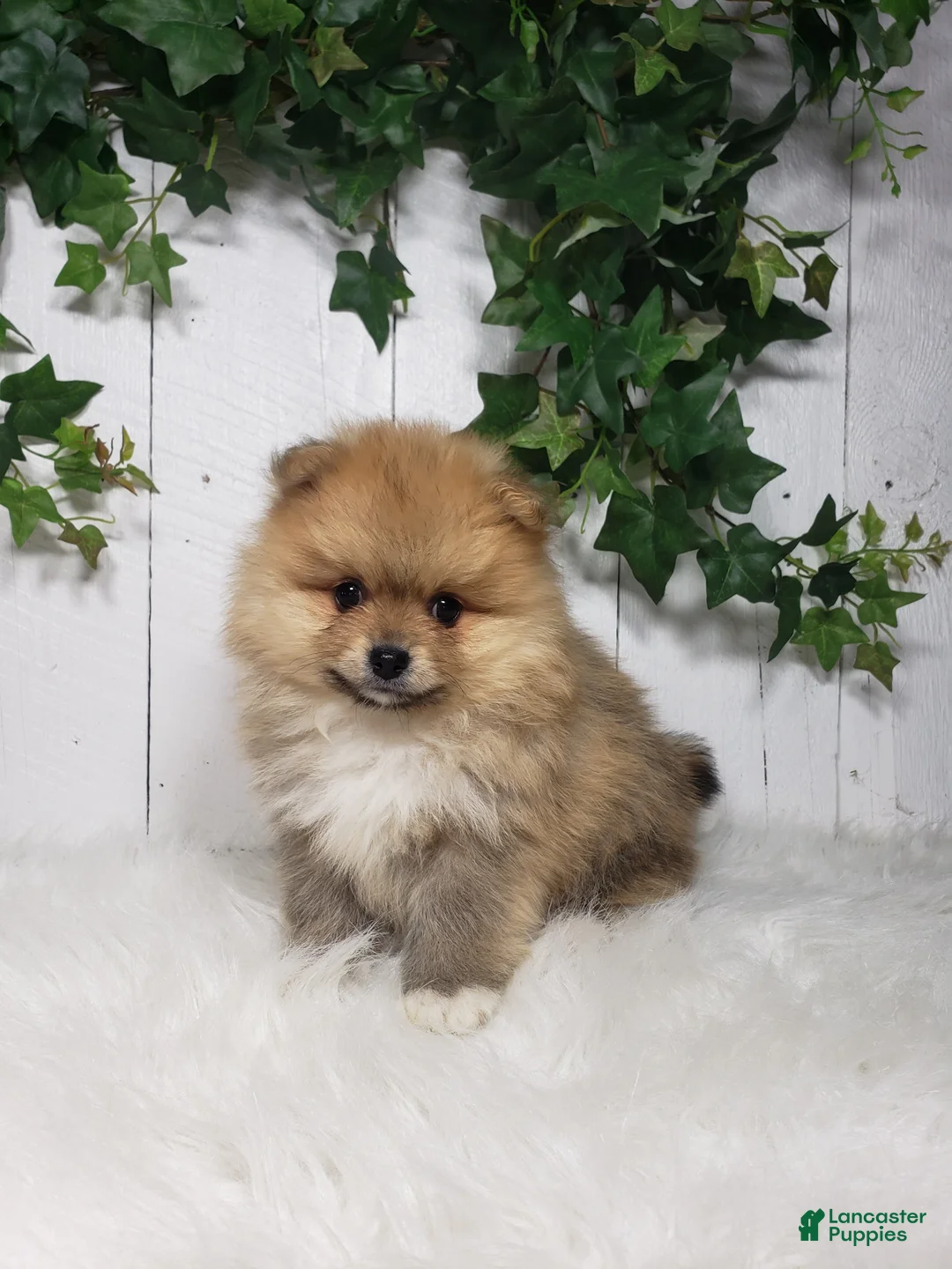 Pomeranian dogs for sale: Cody  - Ad 1