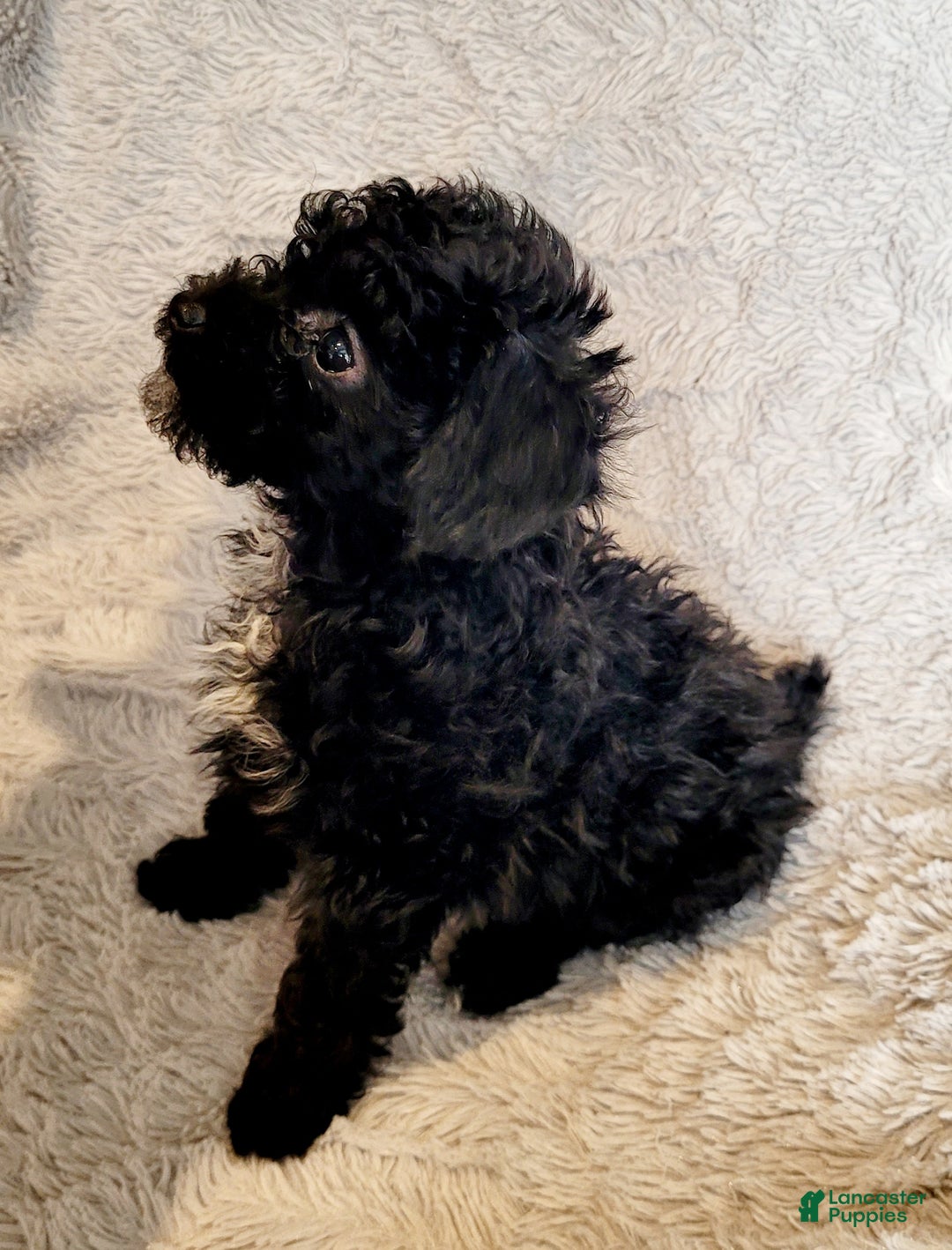 Miniature Poodle dogs for sale: Pepper  - Ad 4
