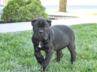 Cane Corso dogs Maverick Cropped Ears - Ad 6