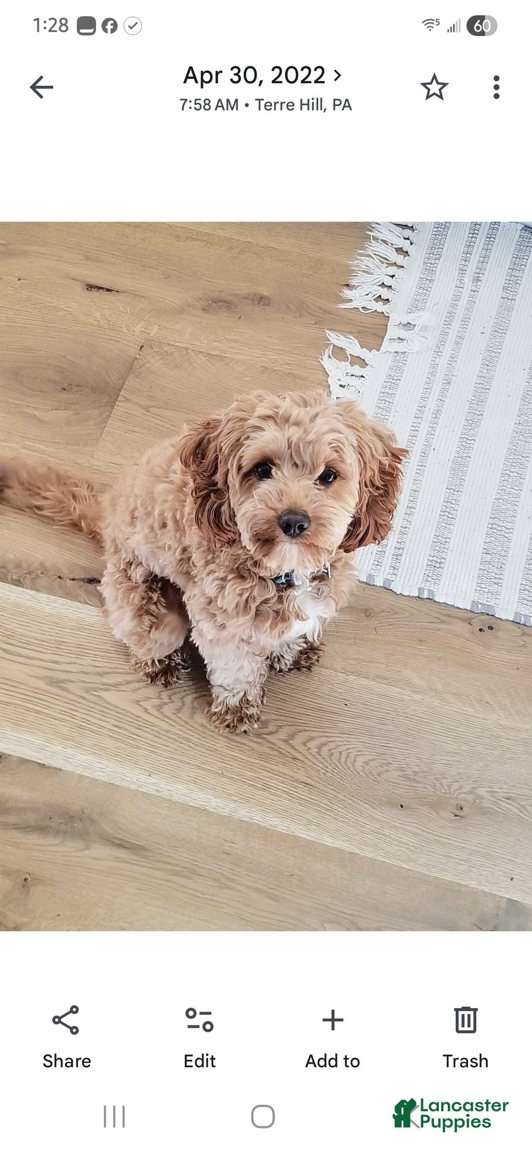 Cavapoo dogs for sale: Maggie - Ad 8