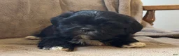 Shih Tzu dogs for sale: Russell  - Ad 2