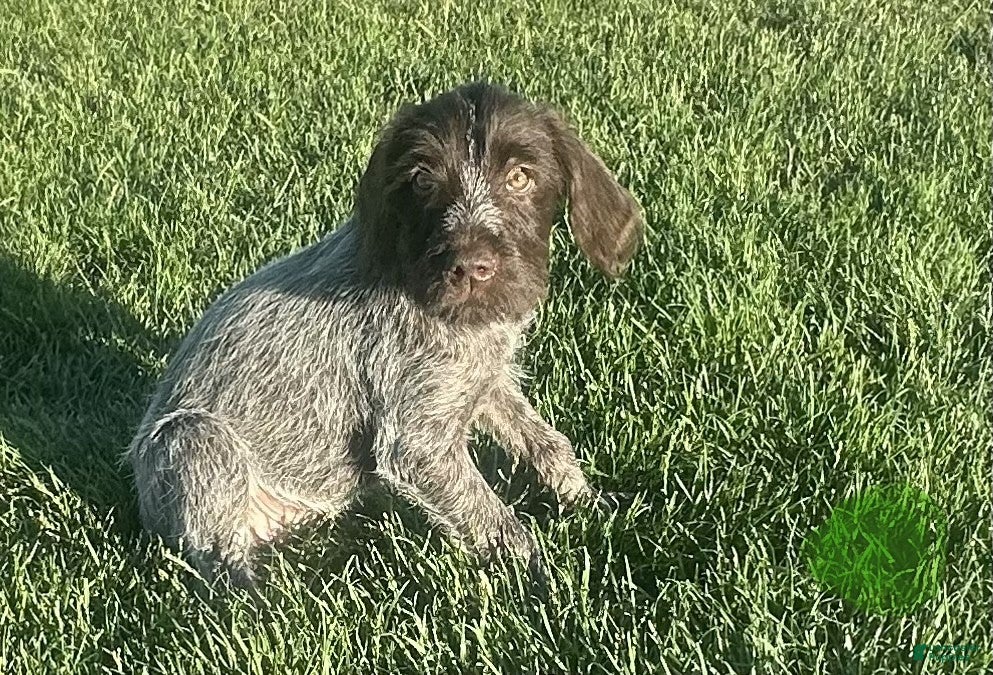 Wirehaired Pointing Griffon dogs Wirehaired Pointing Griffon; "Lime Green Collar". - Ad 4
