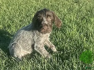 Wirehaired Pointing Griffon dogs Wirehaired Pointing Griffon; "Lime Green Collar". - Ad 4