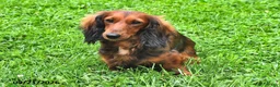 Miniature Dachshund dogs for sale: Latte - Ad 6