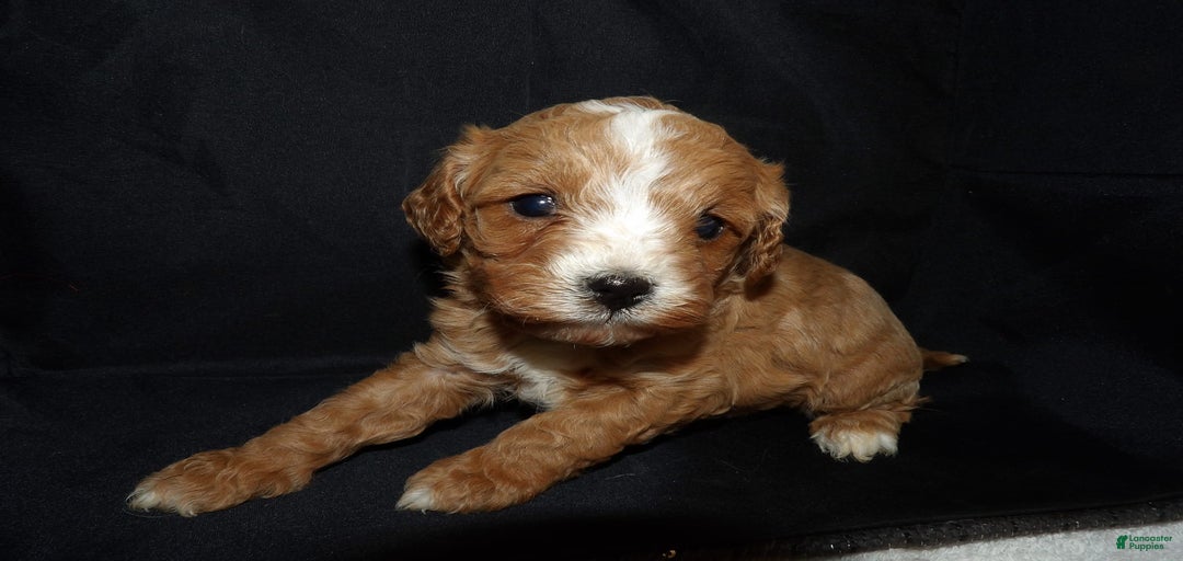 Gallery Image {{count}}