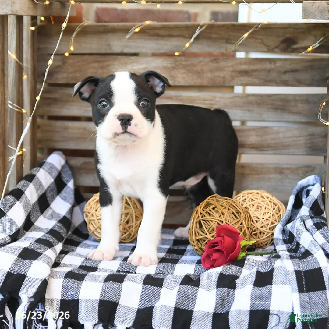 Boston Terrier dogs for sale: Zeb  - Ad 2
