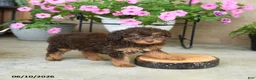 Mini Aussiedoodle dogs for sale: Pixie - Ad 3
