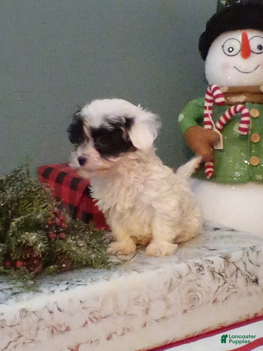 Havapoo dogs for sale: Bandit - Ad 4