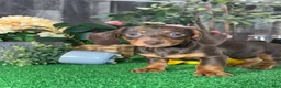 Dachshund dogs for sale: Darcy  - Ad 2