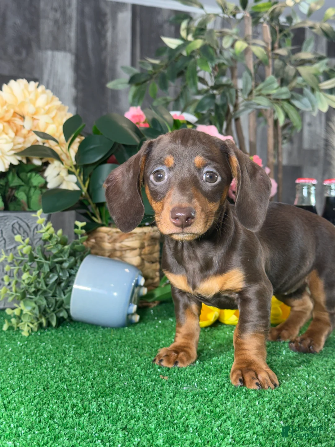 Dachshund dogs for sale: Darcy  - Ad 2