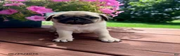 Pug dogs for sale: Champ - Ad 1