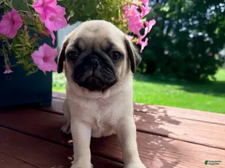 Pug dogs Champ - Ad 21