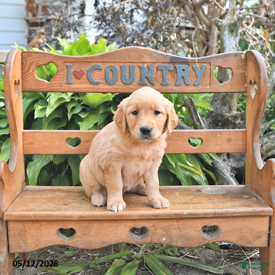 Golden Retriever dogs Brinlee - Ad 2