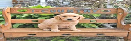 Golden Retriever dogs for sale: Brinlee - Ad 2