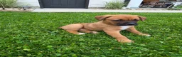 Mixed Breed dogs for sale: Remi - Ad 3
