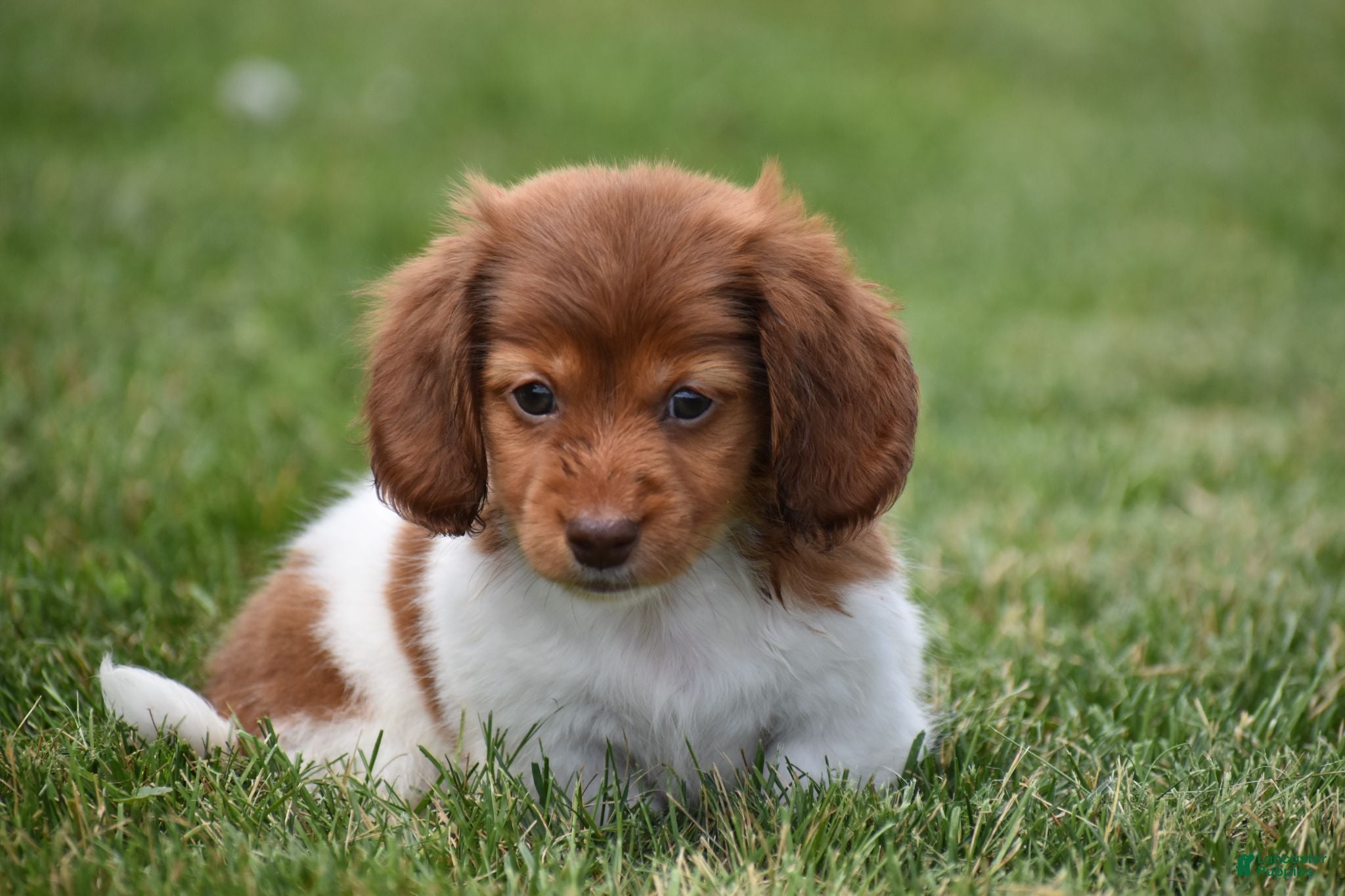 Miniature Dachshund dogs Peanut - Ad 1