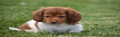 Peanut