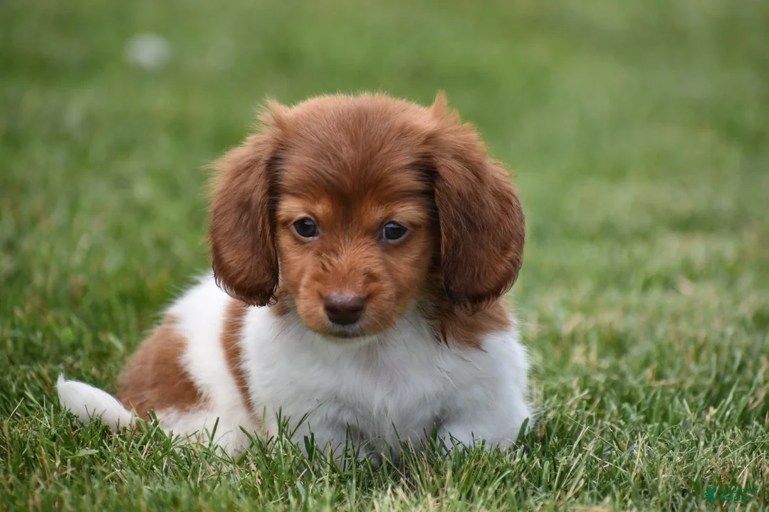 Miniature Dachshund dogs for sale: Peanut - Ad 1