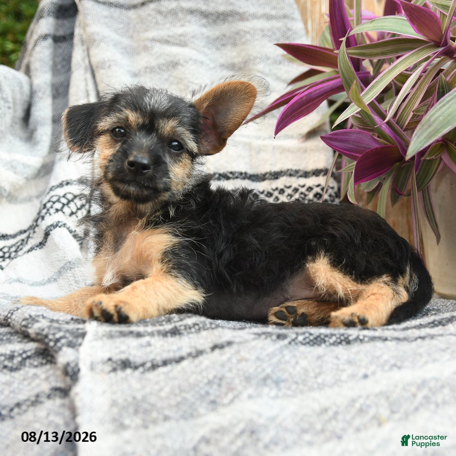 Mixed Breed dogs Maverick - Ad 2