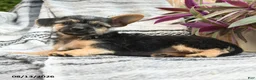 Mixed Breed dogs for sale: Maverick - Ad 2