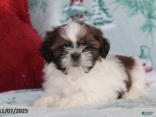 Shih Tzu dogs - Ad 22