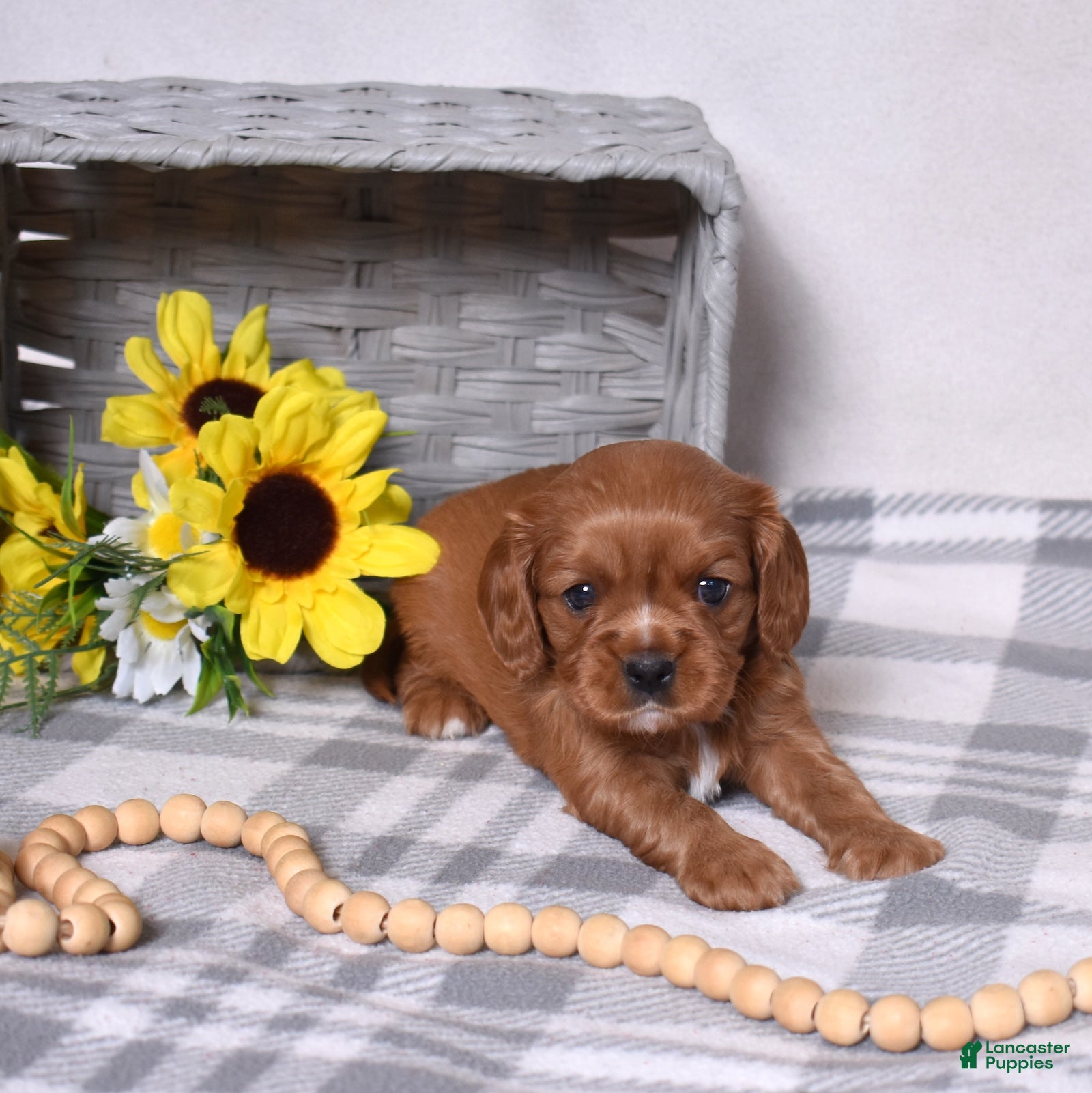 Cavalier King Charles Spaniel dogs Lady - Ad 2
