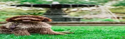 Lagotto Romagnolo dogs for sale: Red collar male - Ad 16