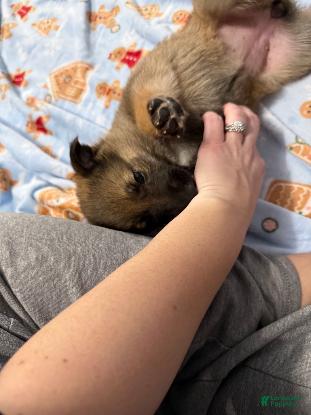 German Shepherd dogs for sale: Bella  - Ad 2