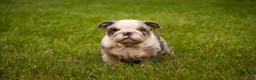 English Bulldog dogs for sale: Sebastian English Bulldog  - Ad 6