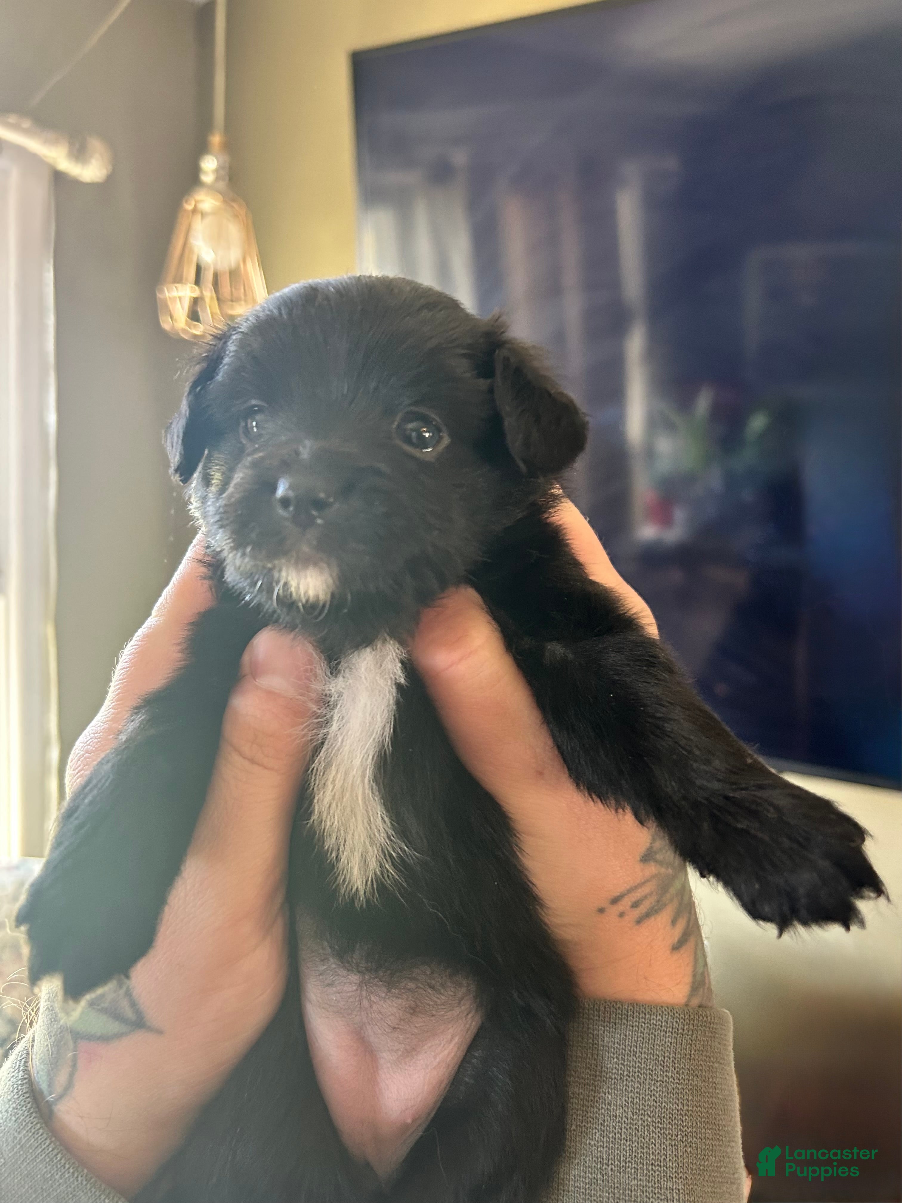 Mixed Breed dogs for sale: Mixed Breed Puppy 2 - Ad 2